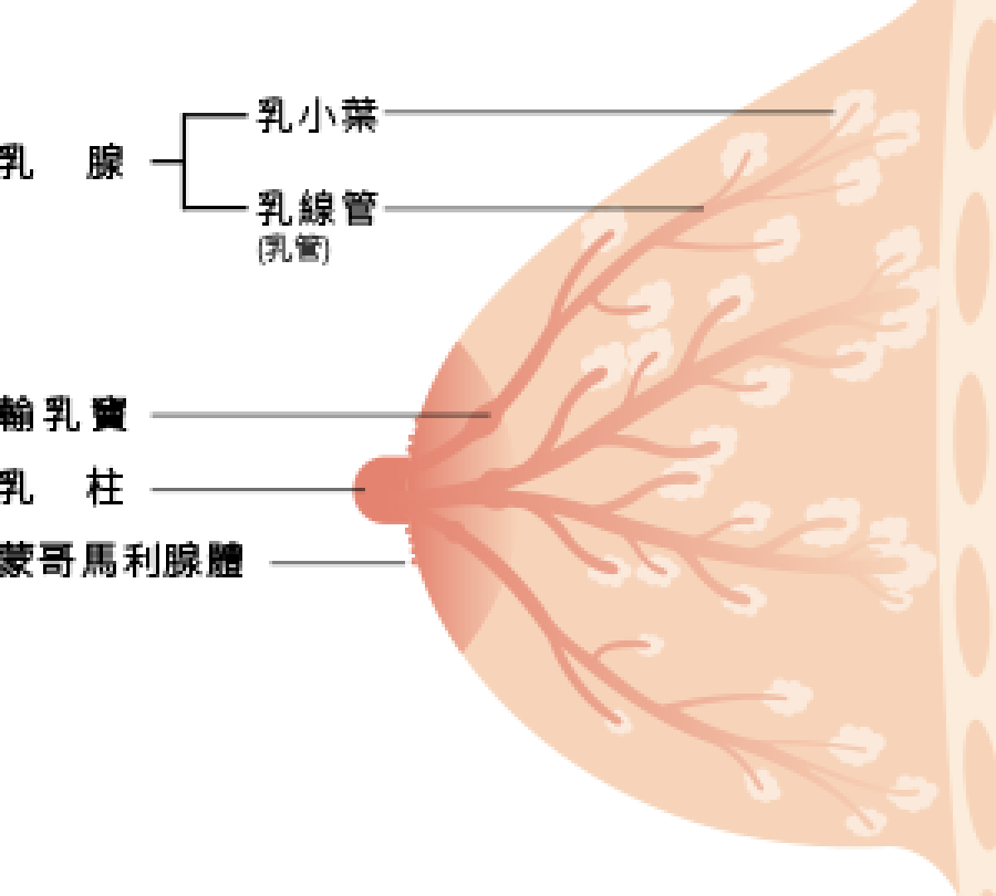 乳房有哪些結構?胸部大小會影響奶量嗎?