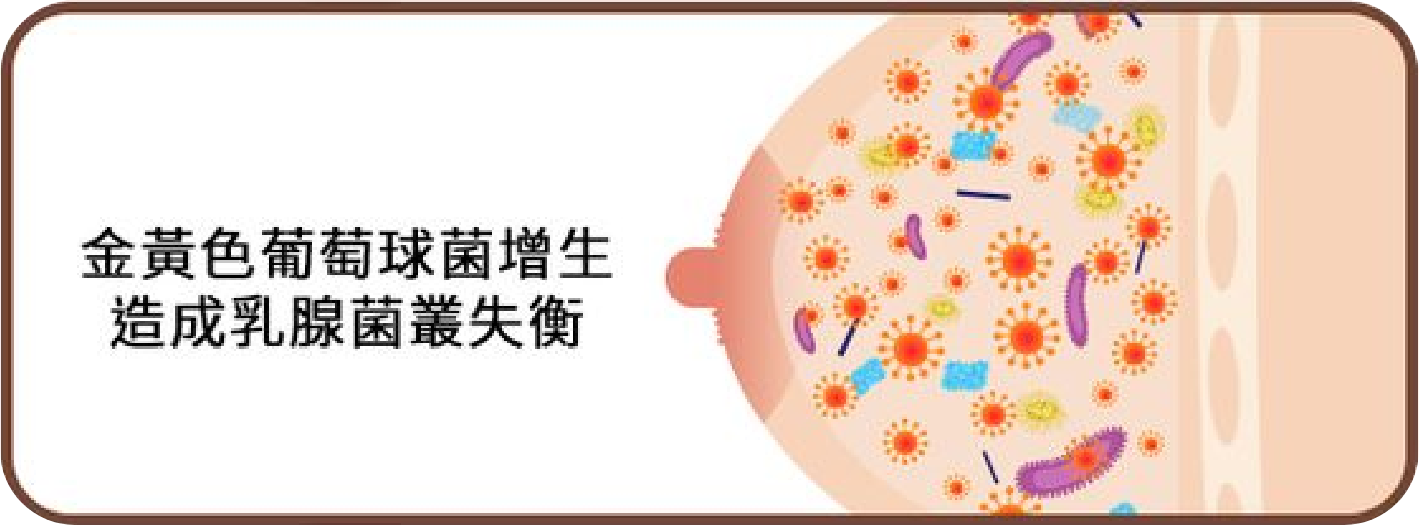 金黃色葡萄球菌增生，使得乳腺中菌叢生態失衡