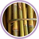 全系列領先採用可再生植物基質來源(甘蔗)製成PE