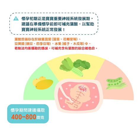 懷孕初期正是寶寶重要神經系統發展期，建議在備孕期及懷孕初期即可補充葉酸