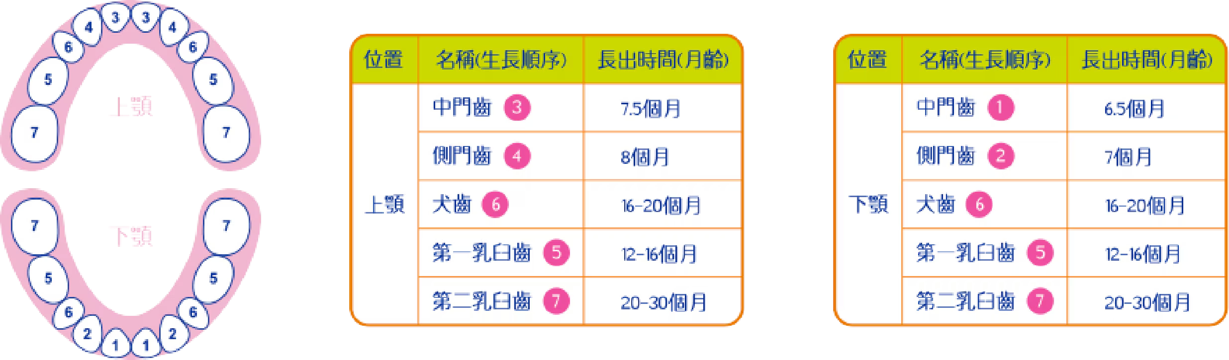寶寶長牙順序：通常會從門牙開始長，漸漸地在2歲6個月時長出臼齒