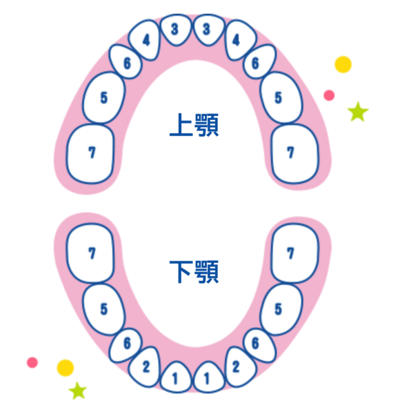 寶寶長牙順序
